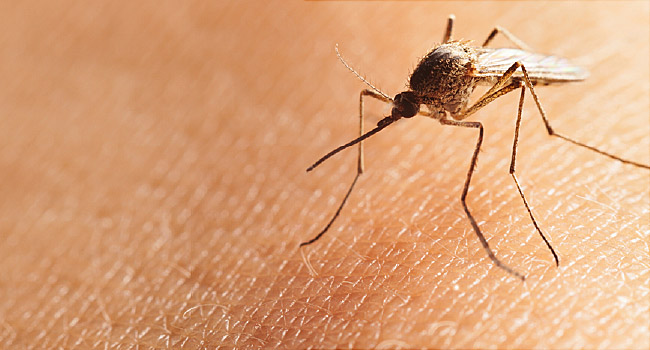 Mosquito Bite Allergies: Symptoms and Treatment