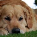 Dog Allergies: Symptoms, Causes, and Natural Remedies