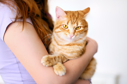 Cat Allergies: Symptoms and Treatment